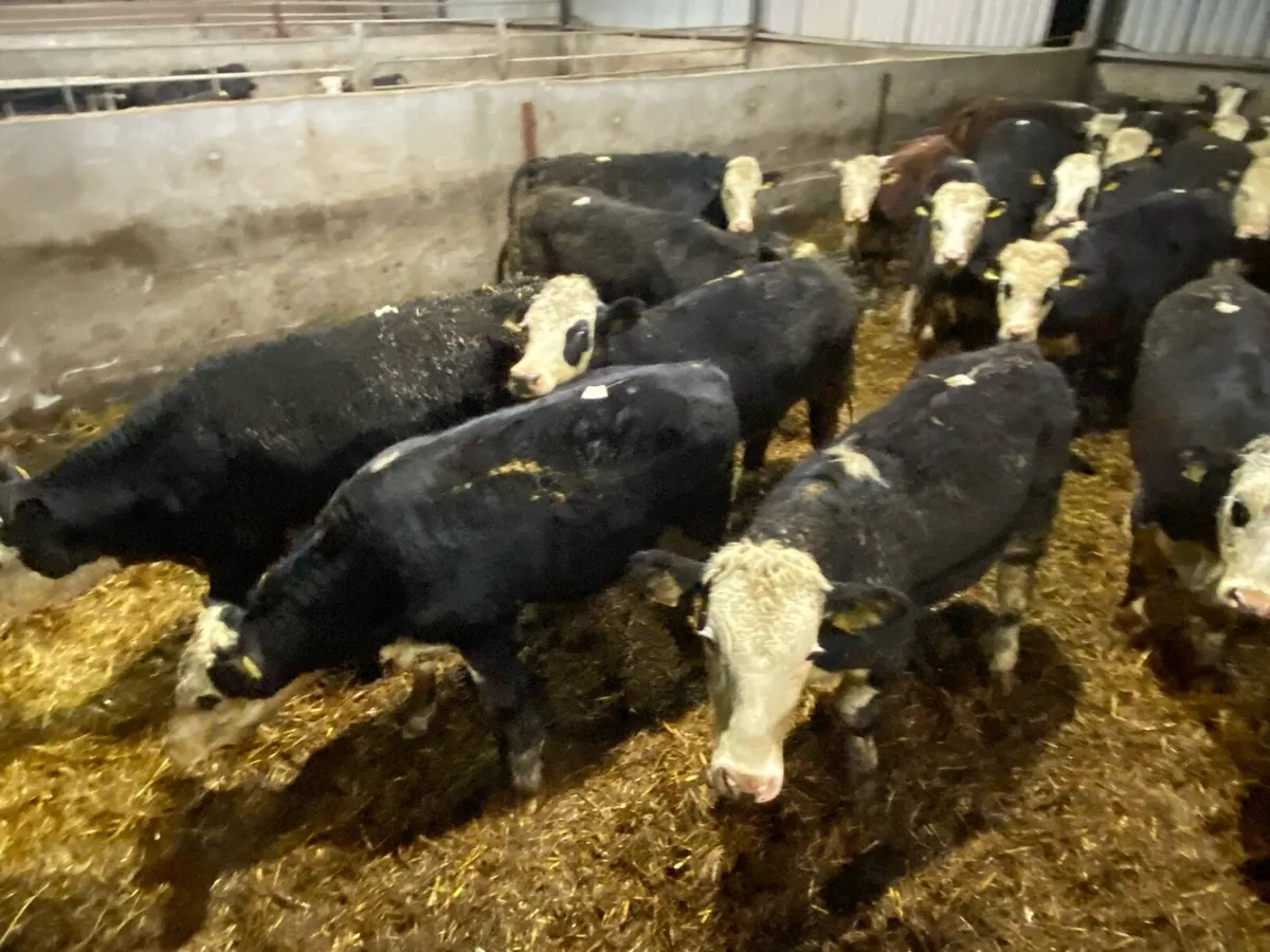 26 Whitehead Bullocks 375-430kg - Image 2
