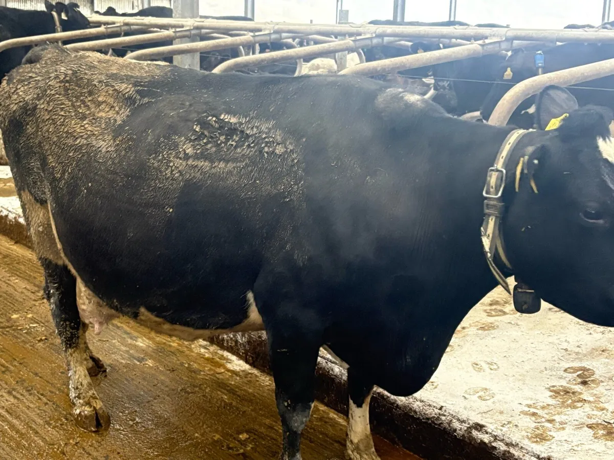 Friesian cow for sale - Image 4