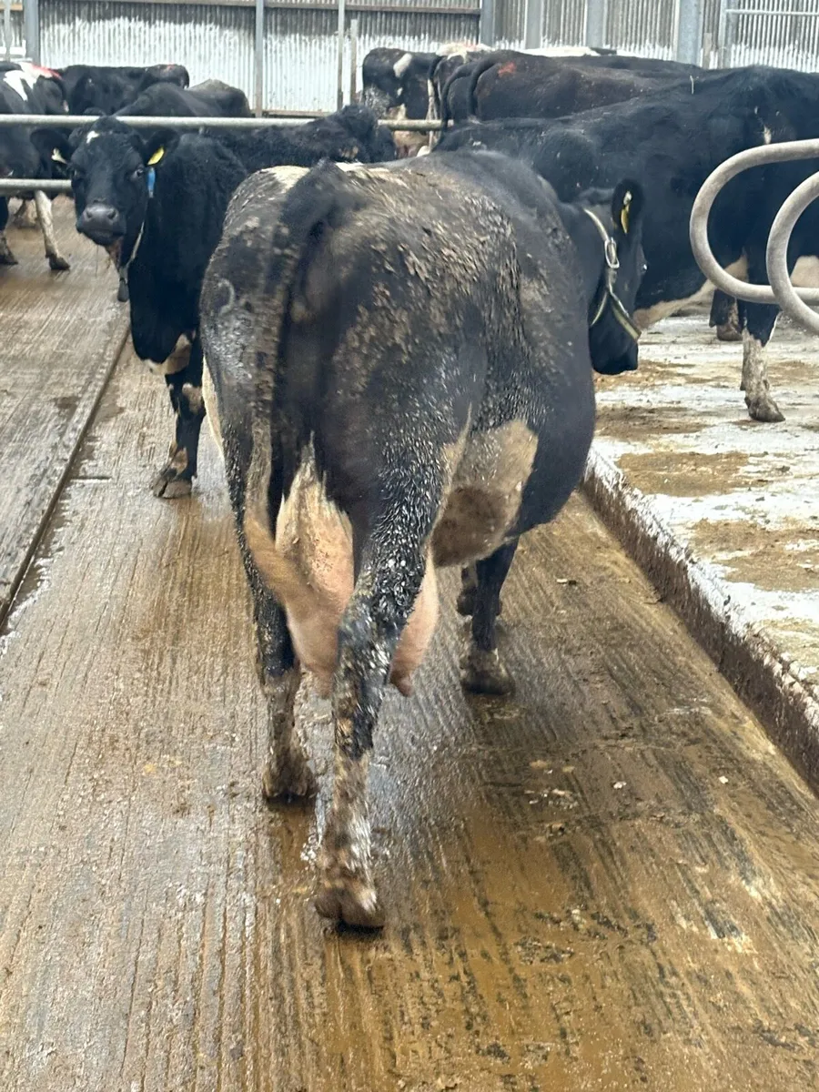 Friesian cow for sale - Image 3