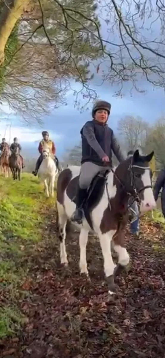 Perfect child's pony - Image 3