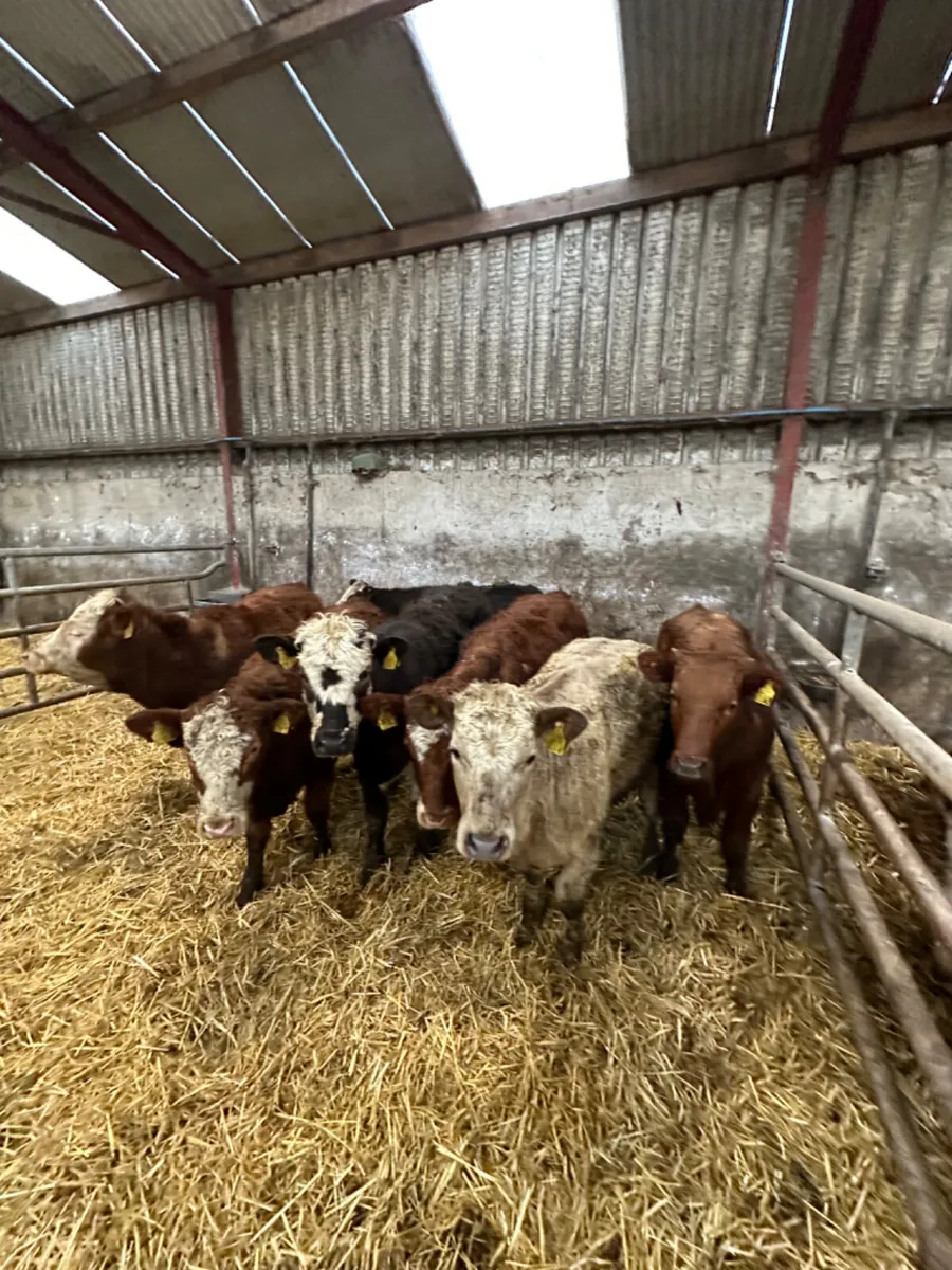 Simmental and Charolais heifers - Image 4
