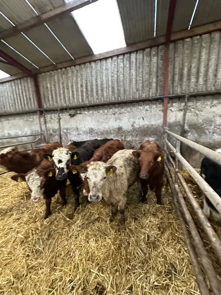 Simmental and Charolais heifers - Image 3