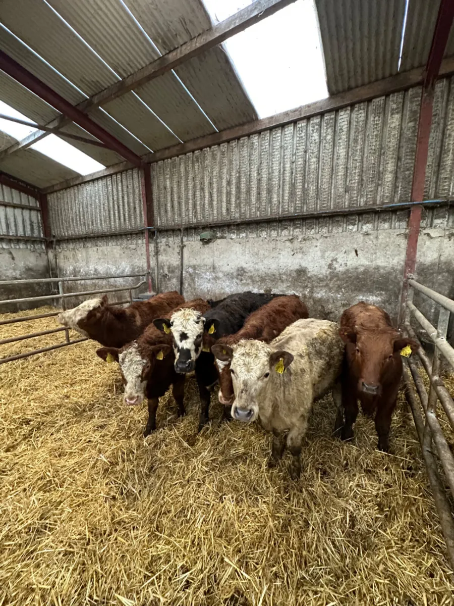 Simmental and Charolais heifers - Image 2