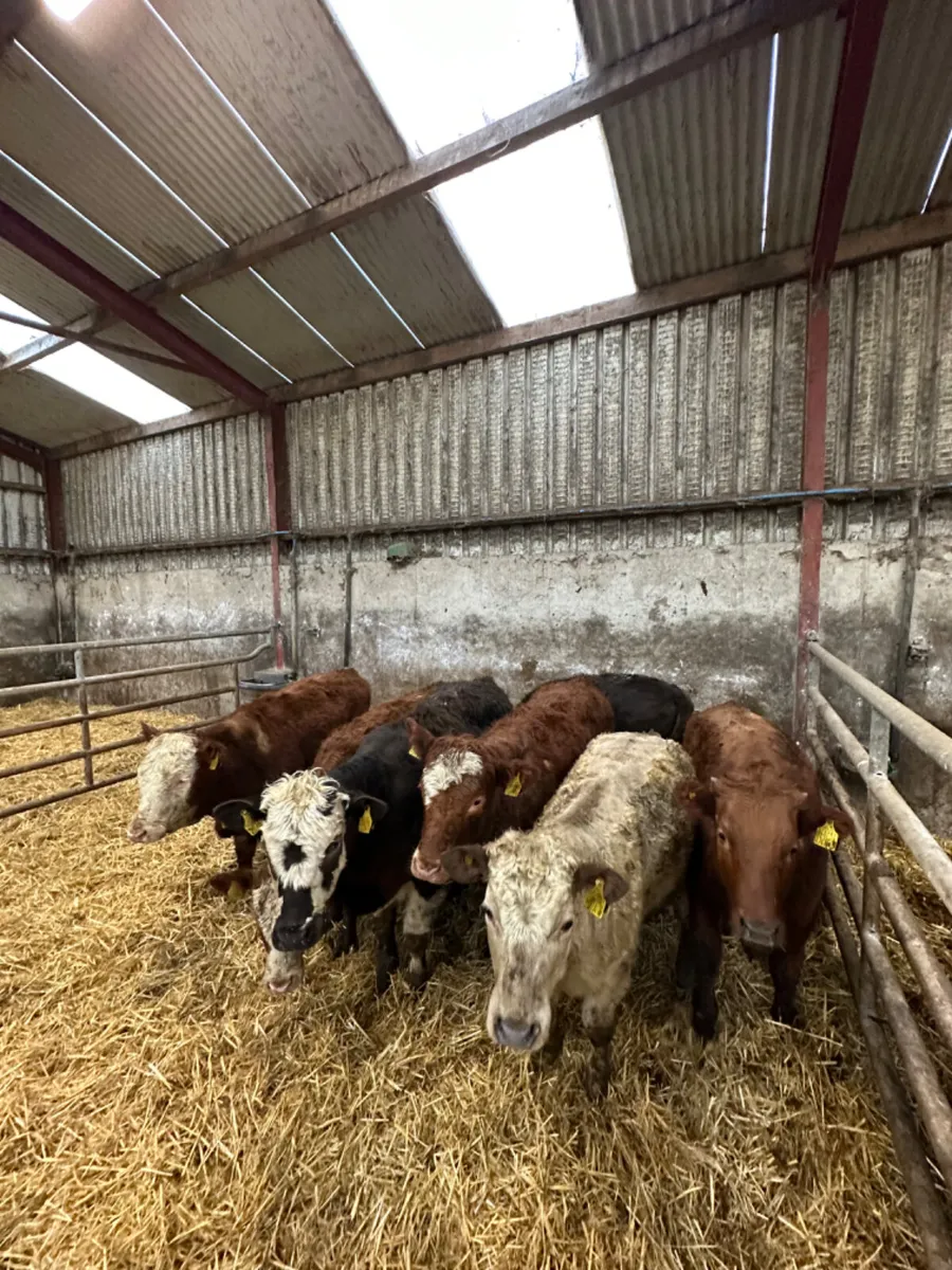 Simmental and Charolais heifers - Image 1