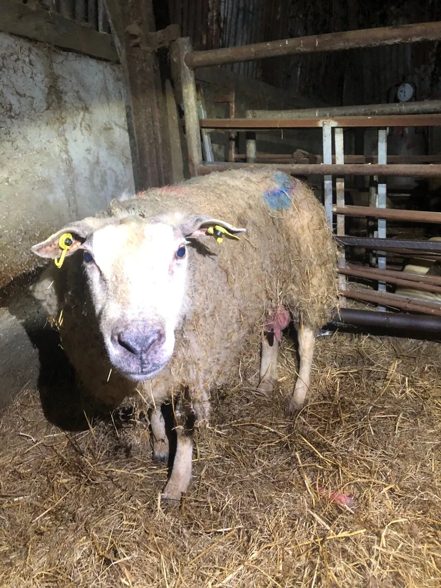Foster Ewe - Image 1