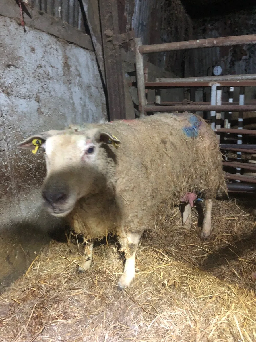 Foster Ewe - Image 2