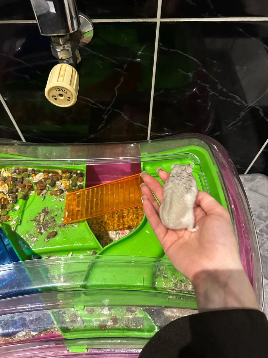 Hamster with a cage - Image 3