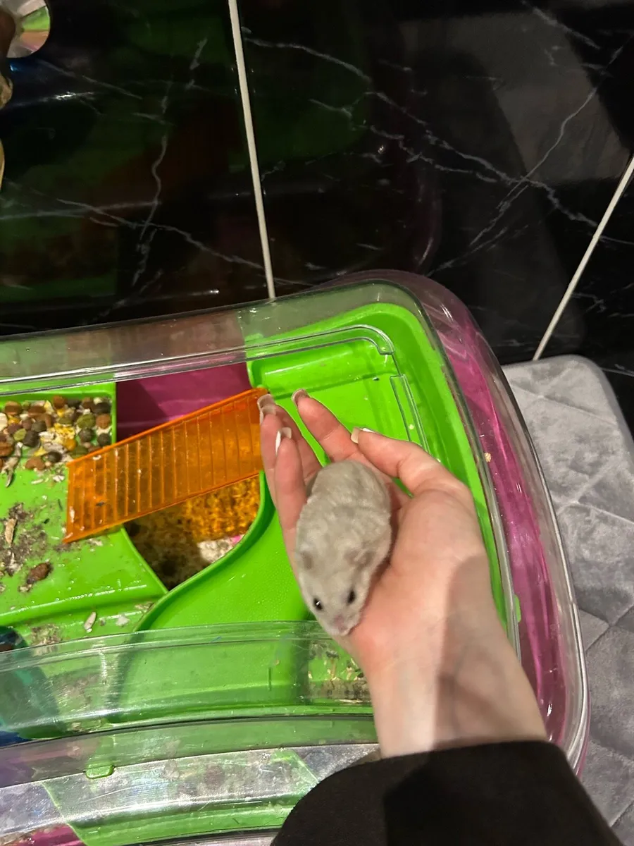Hamster with a cage - Image 4