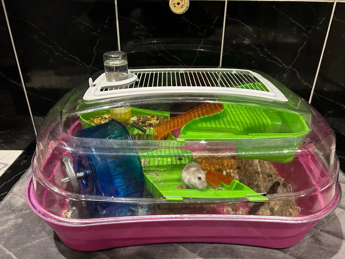 Hamster with a cage - Image 1