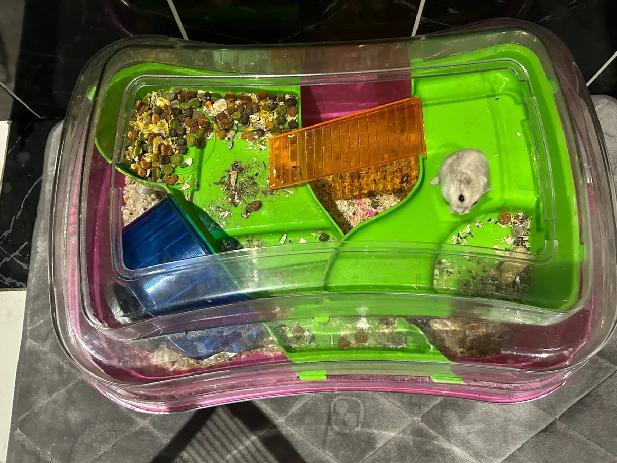 Hamster with a cage - Image 2