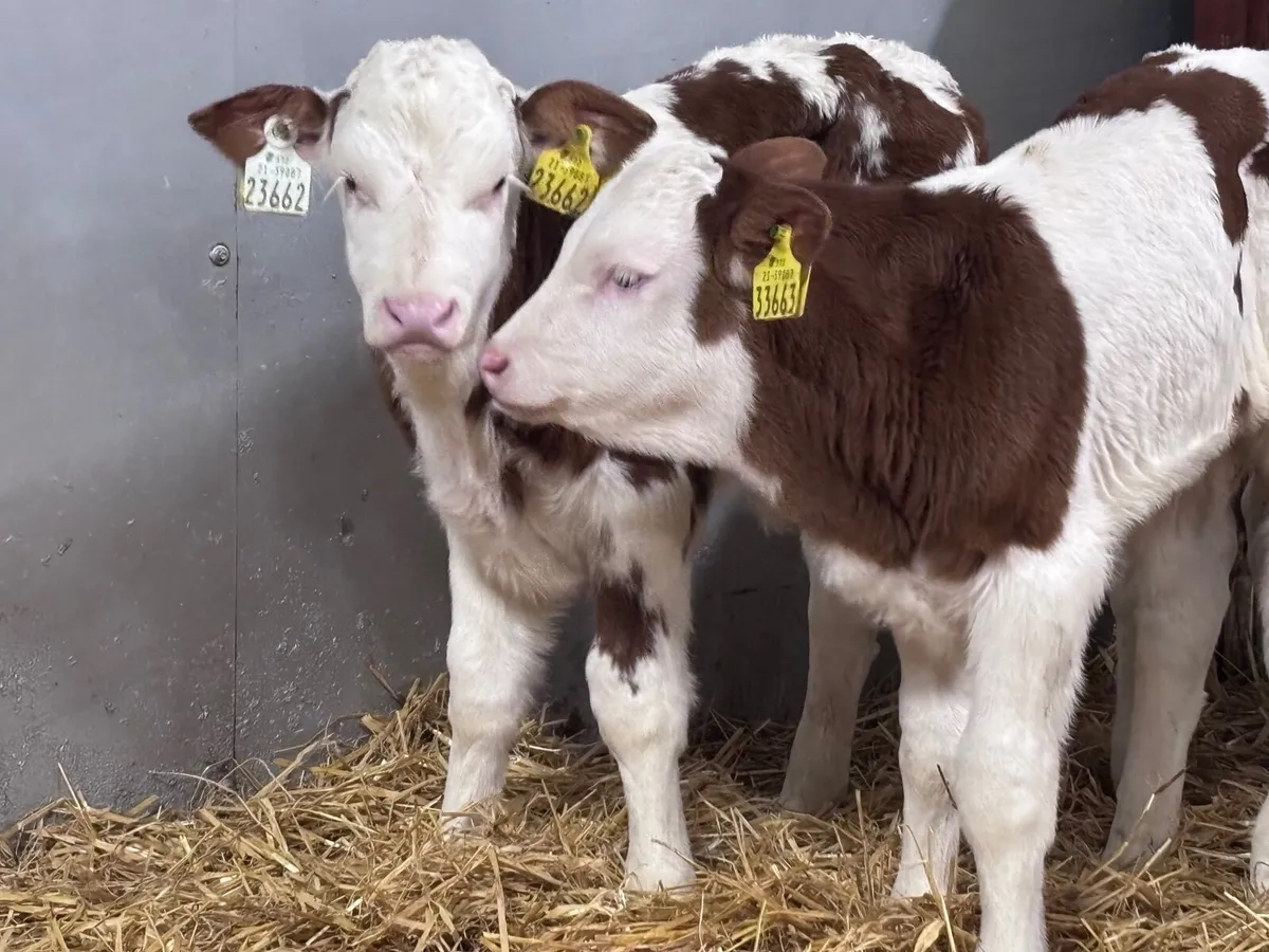 2 bull calves for sale - Image 2