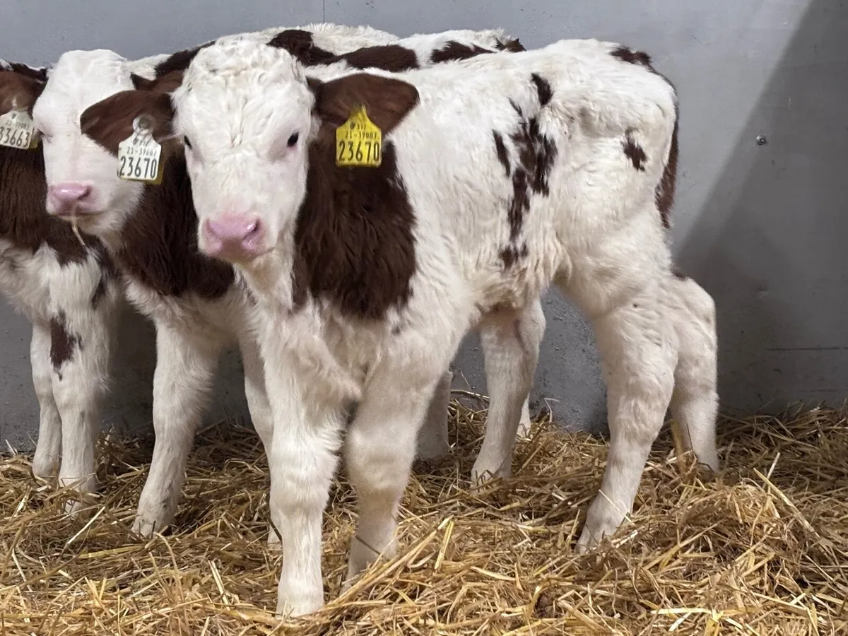 2 bull calves for sale - Image 4