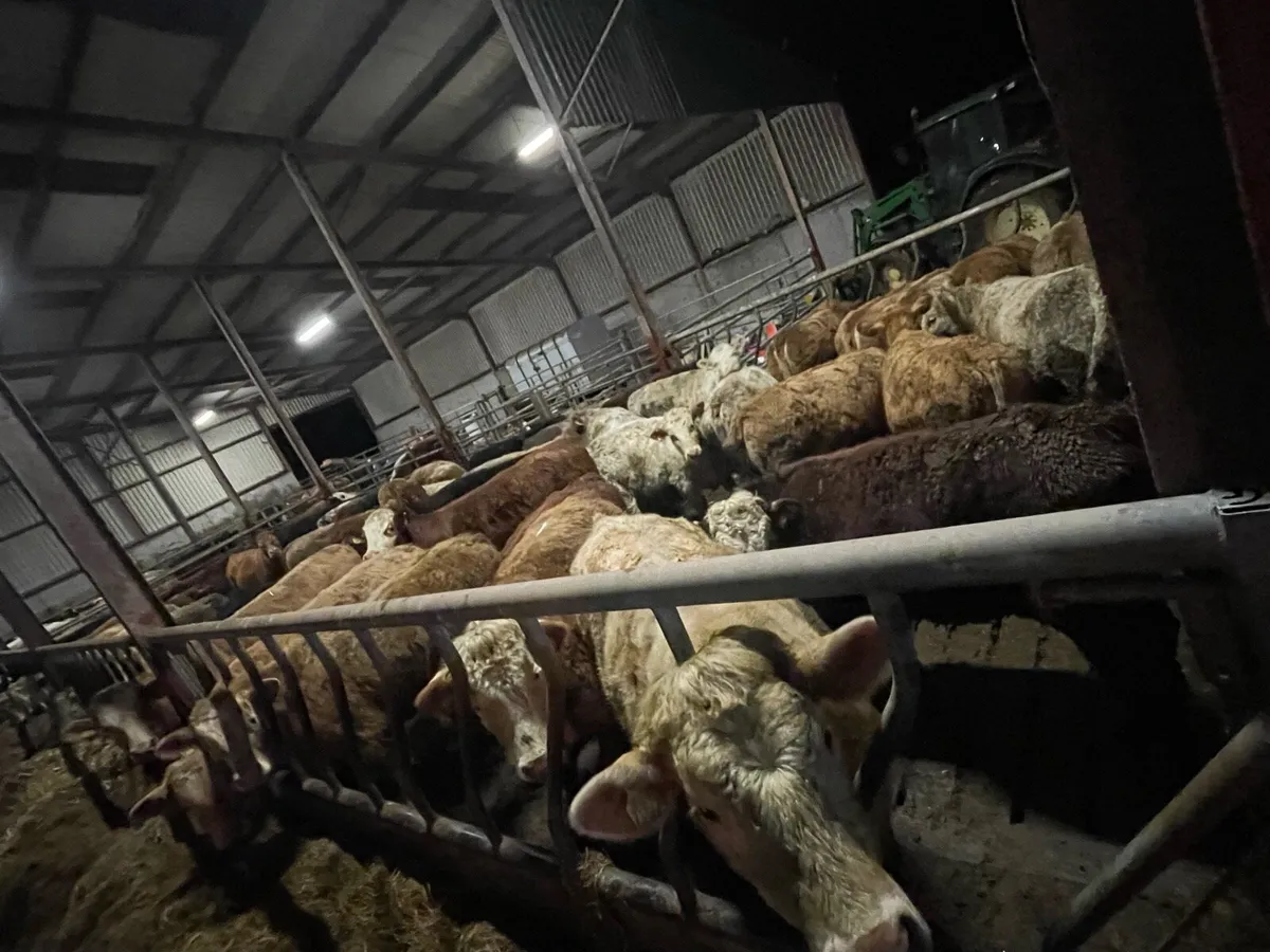 Homebred Suckler Weanlings & Yearlings - Image 1