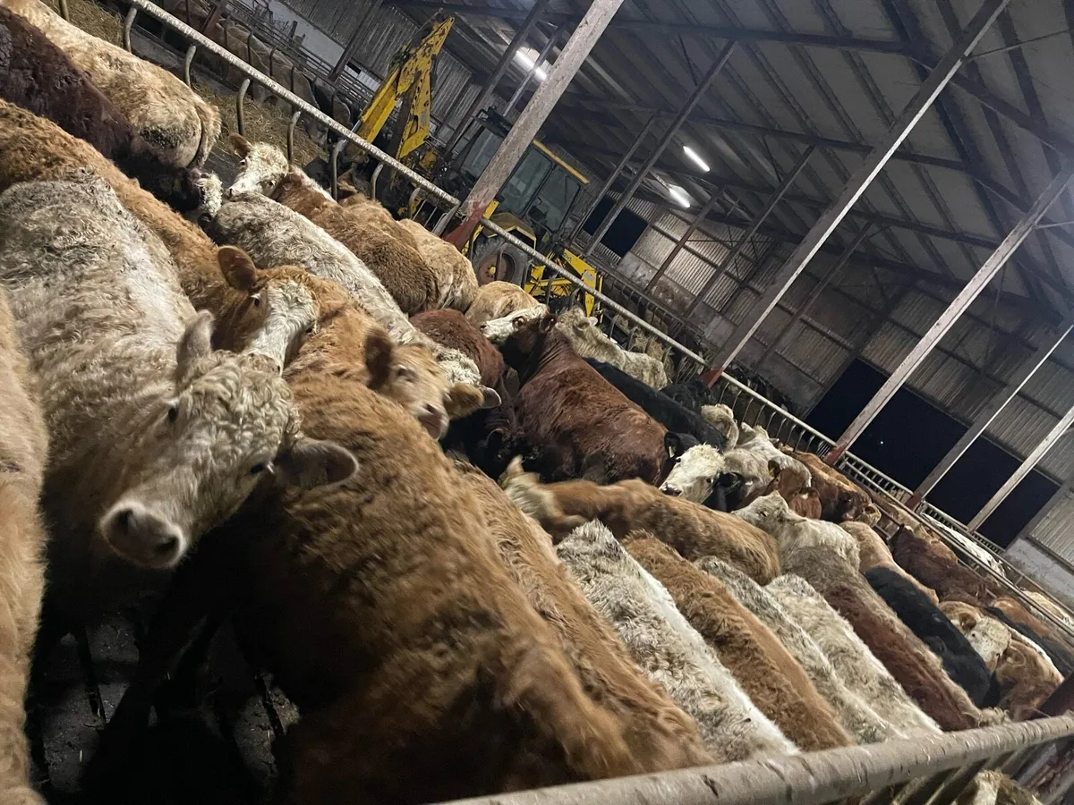 Homebred Suckler Weanlings & Yearlings - Image 2