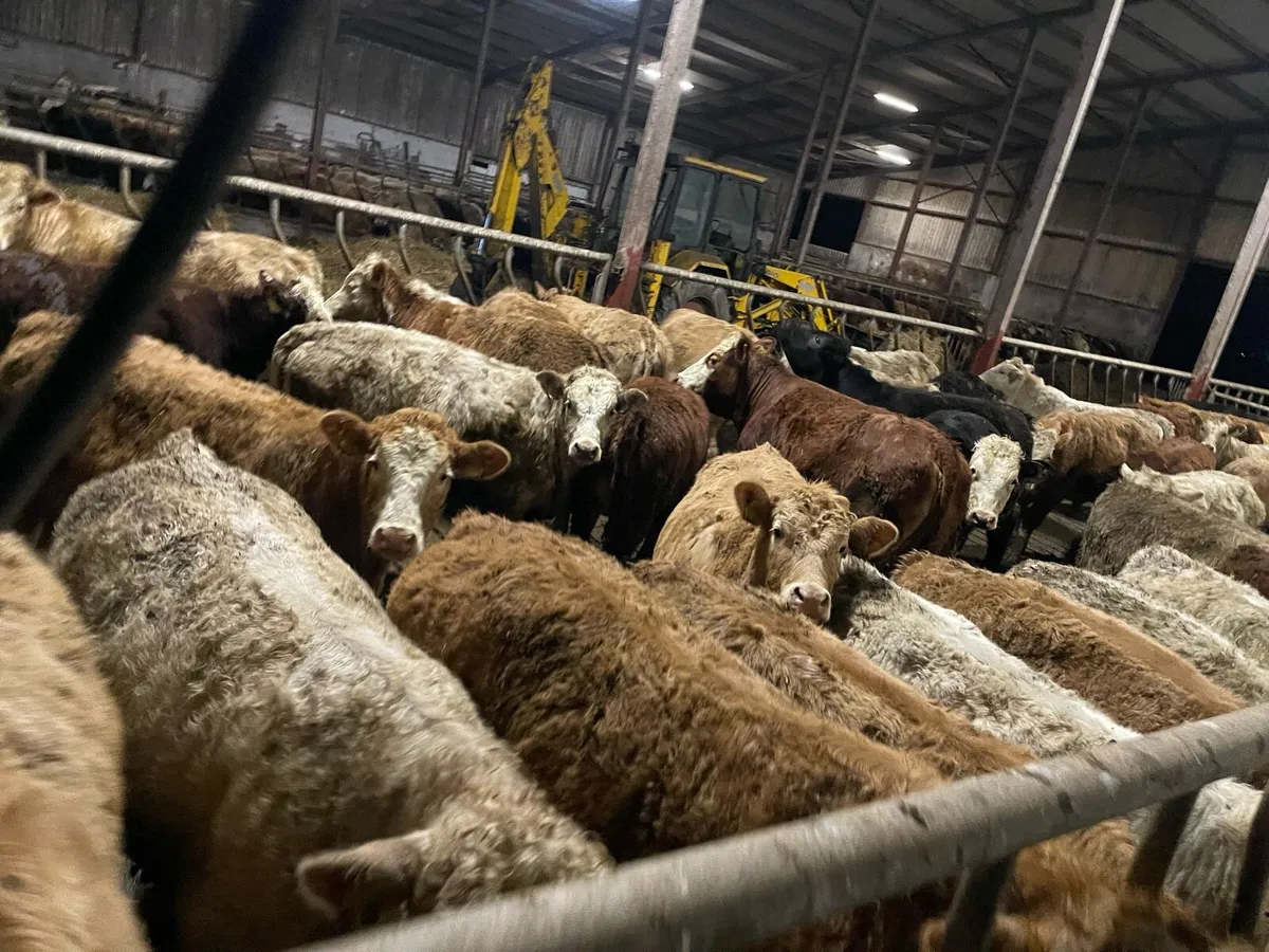 Homebred Suckler Weanlings & Yearlings - Image 3