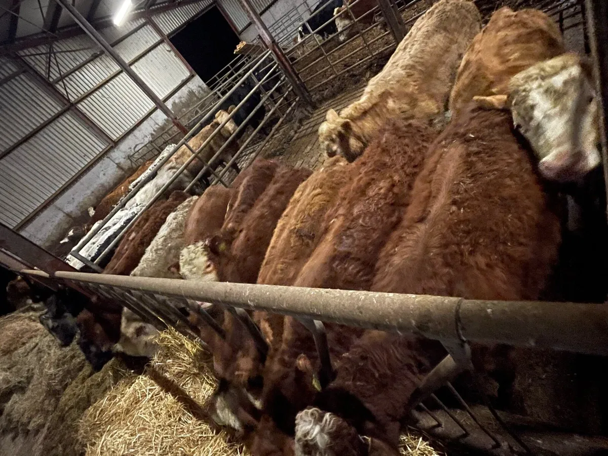 Homebred Suckler Weanlings & Yearlings - Image 4