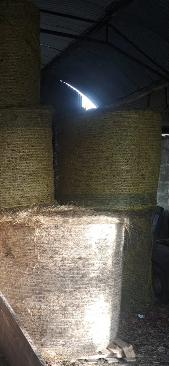 Round Bales Hay - Image 2