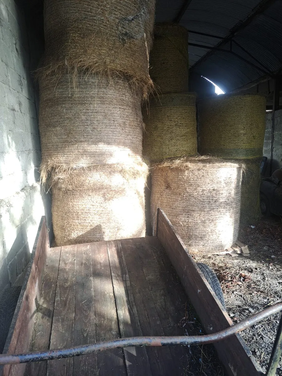 Round Bales Hay - Image 3