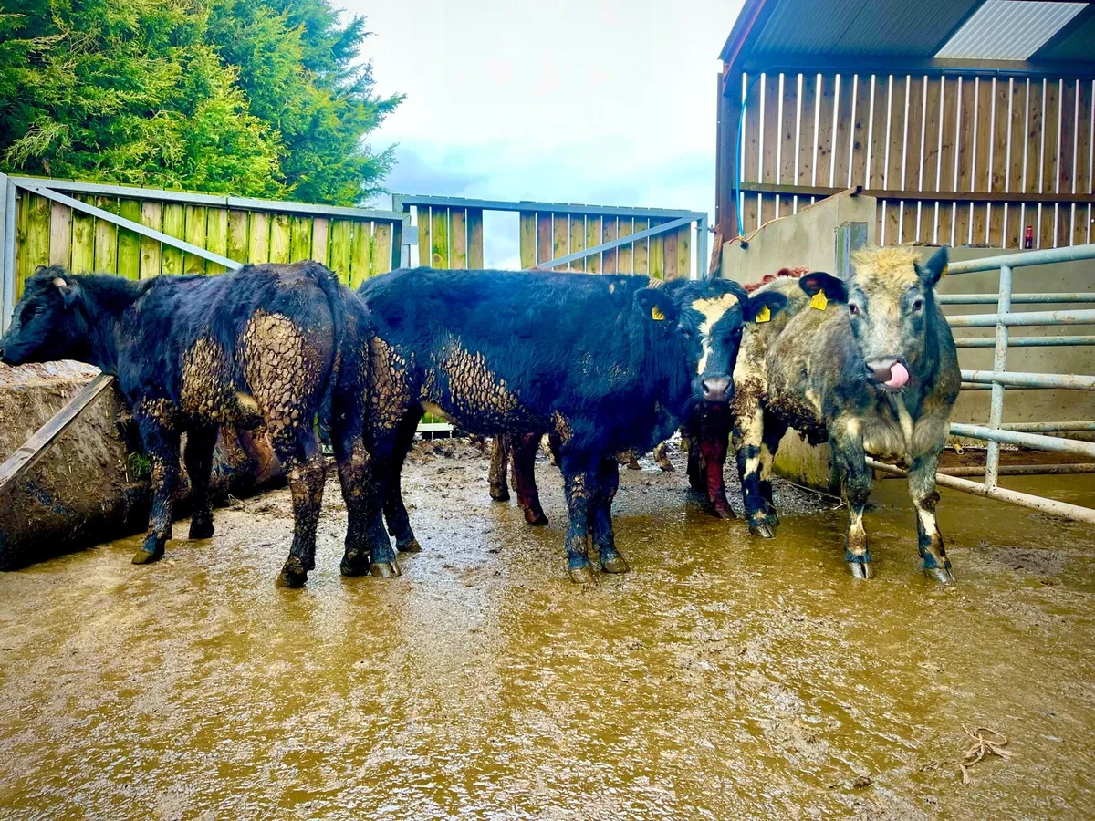 Store bullocks - Image 1