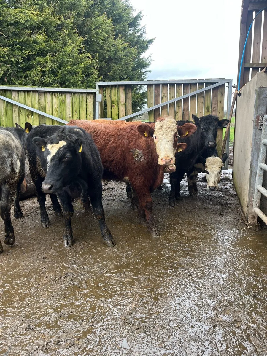 Store bullocks - Image 4