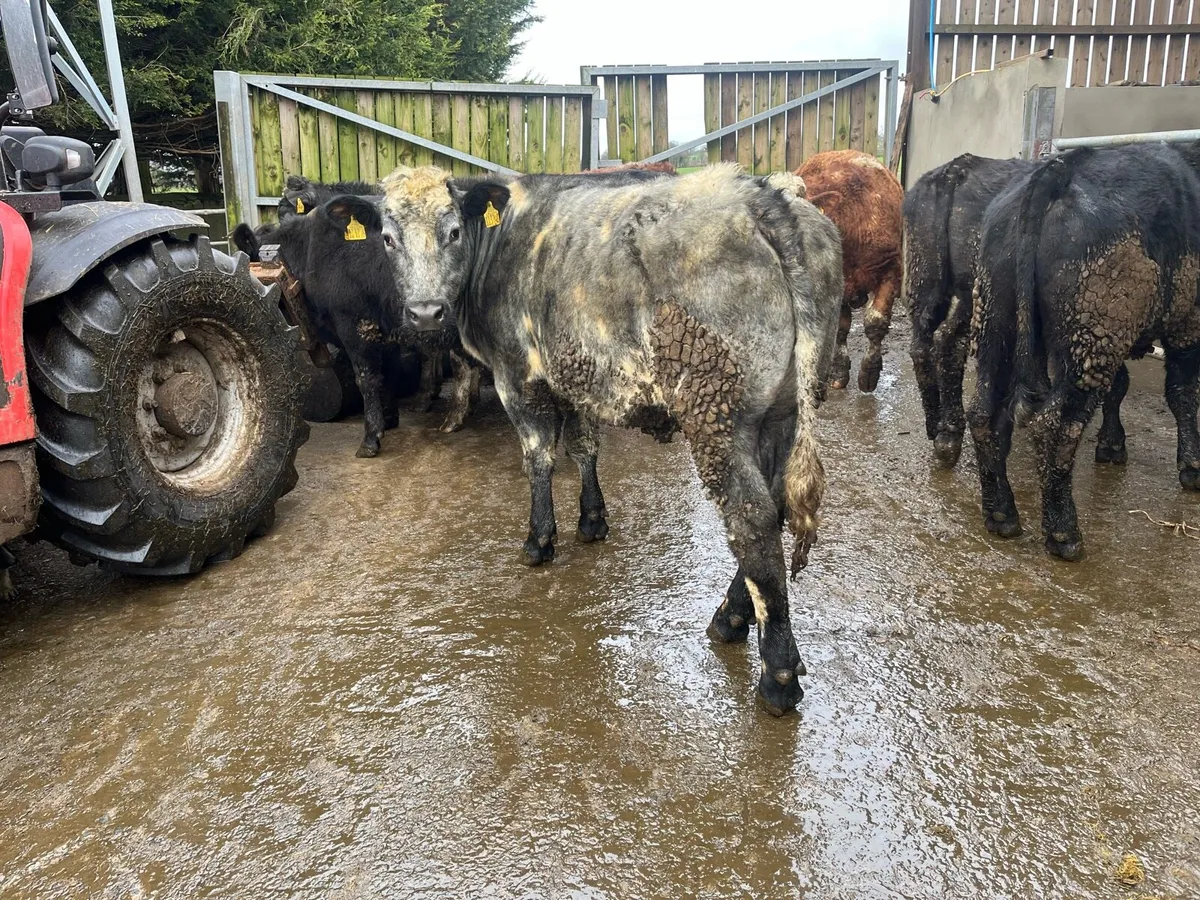 Store bullocks - Image 2