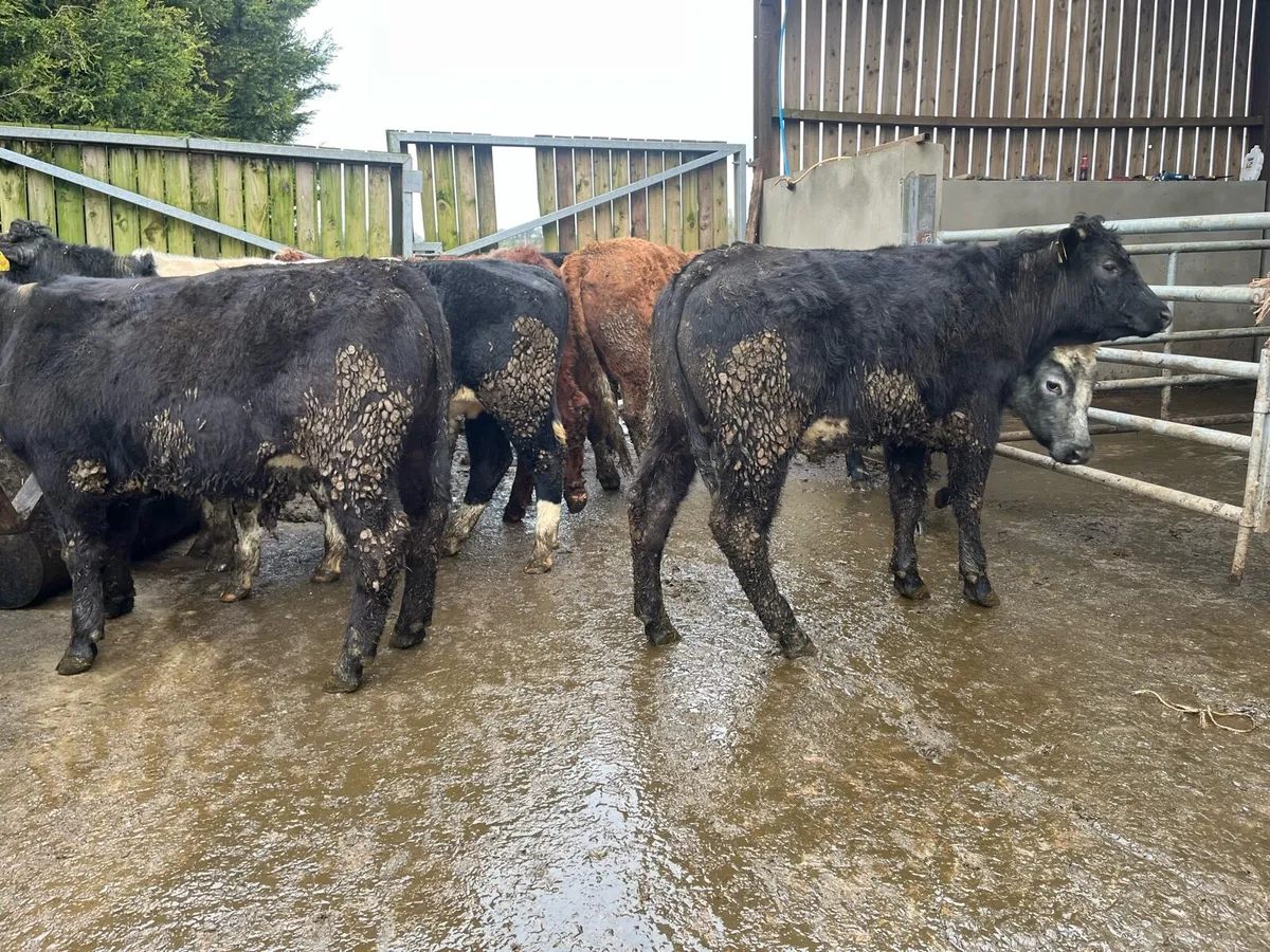 Store bullocks - Image 3