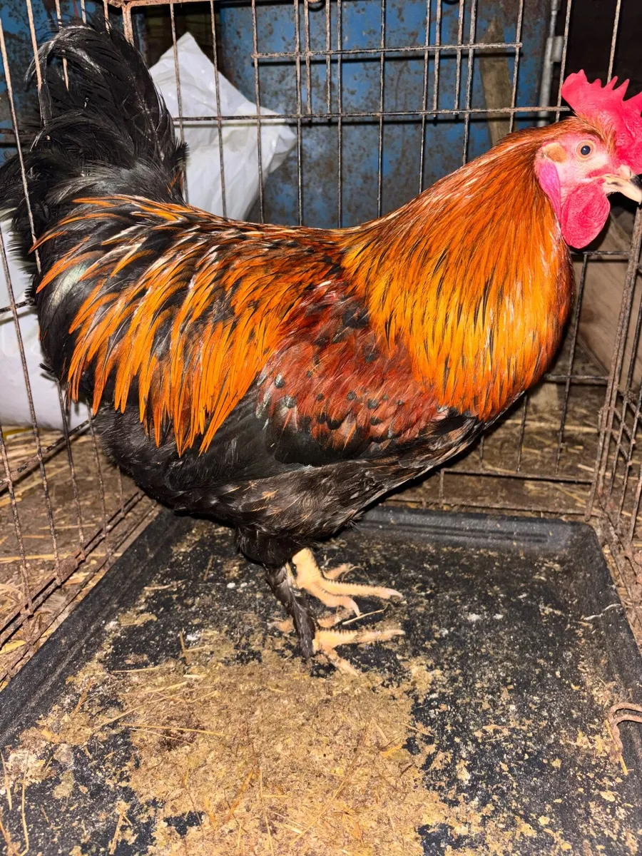 Cooper Maran Rooster - Image 1
