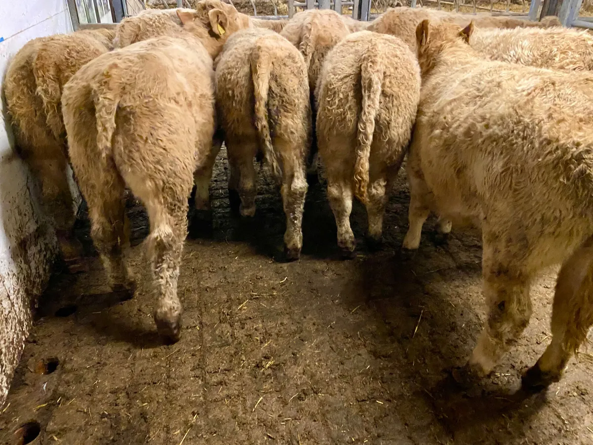 GRASS • BULLOCKS • HEIFERS • BULLS • - Image 1