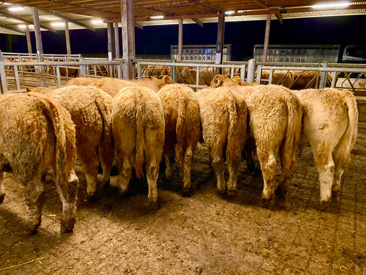 SMASHING CHAROLAIS BULLOCKS - Image 1