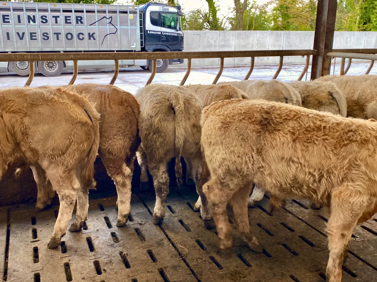 Top Quality Charolais Bullocks / Heifers - Image 2