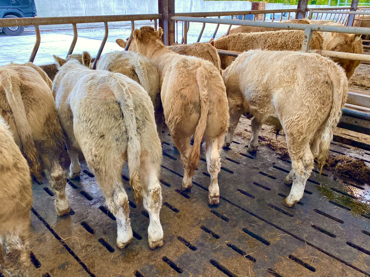 Top Quality Charolais Bullocks - Image 2