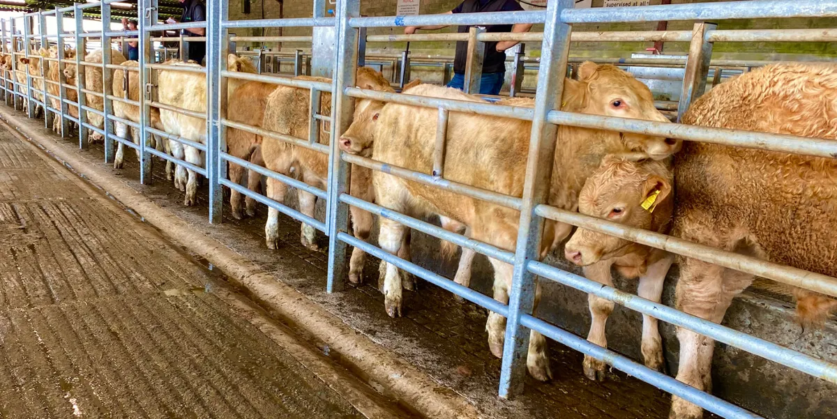 CHAROLAIS BULLOCKS - Image 1