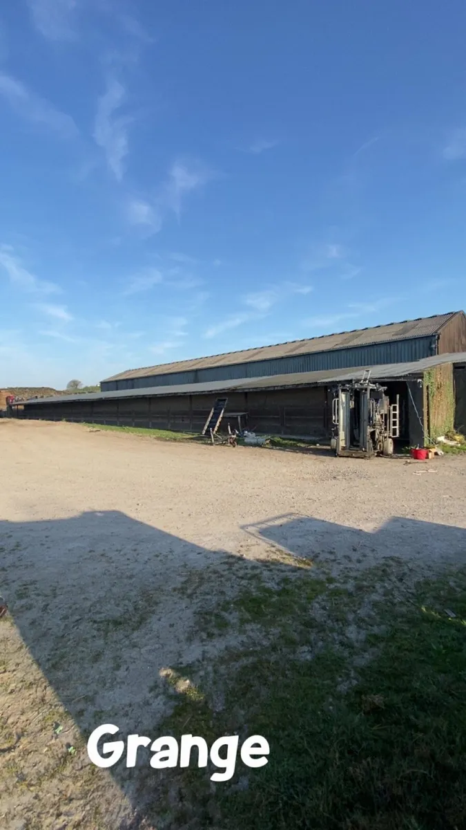 Hoof trimming and freeze branding available - Image 4