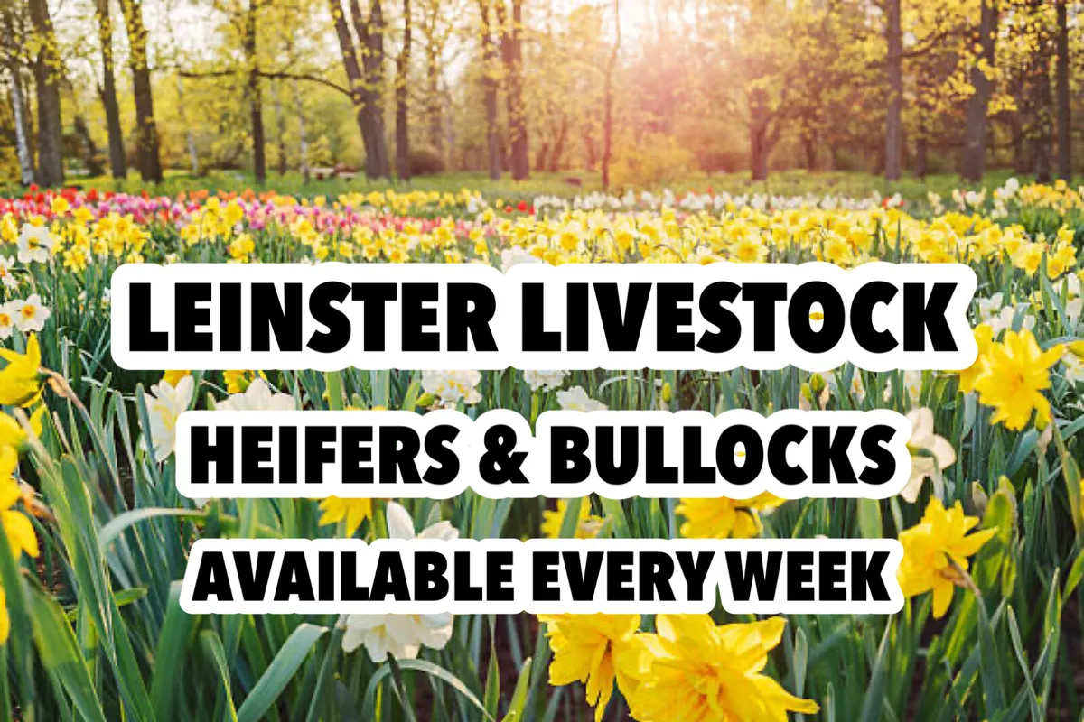 QUALITY • BULLOCKS • HEIFERS • BULLS • - Image 1