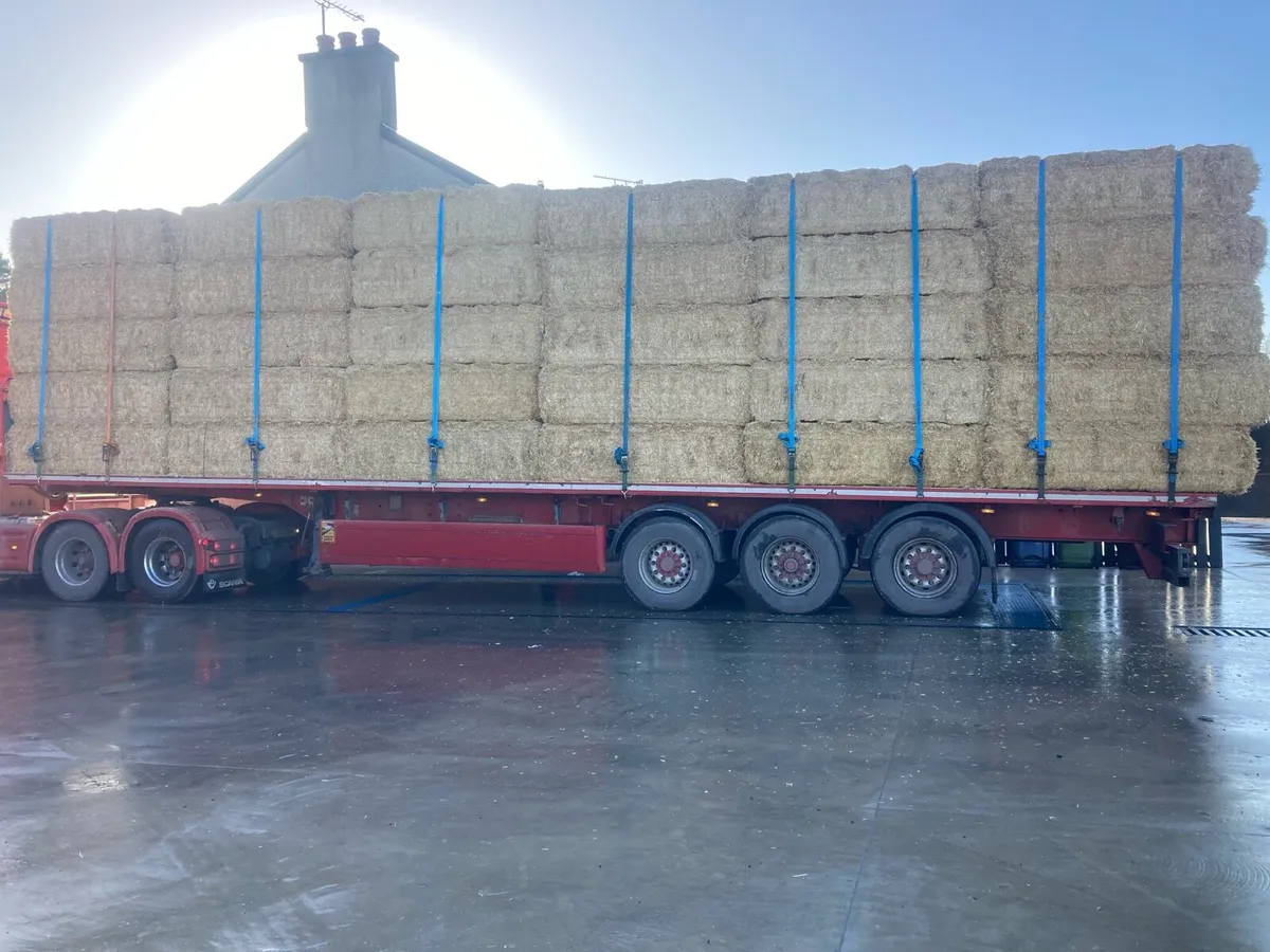 Spanish straw - Image 2