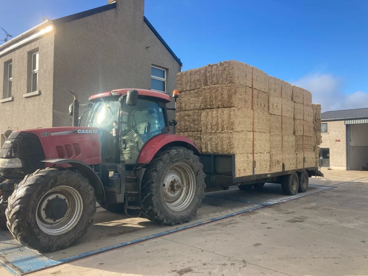 Spanish straw - Image 3