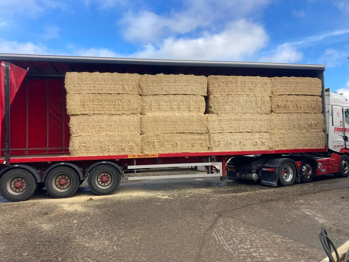 Spanish straw - Image 4