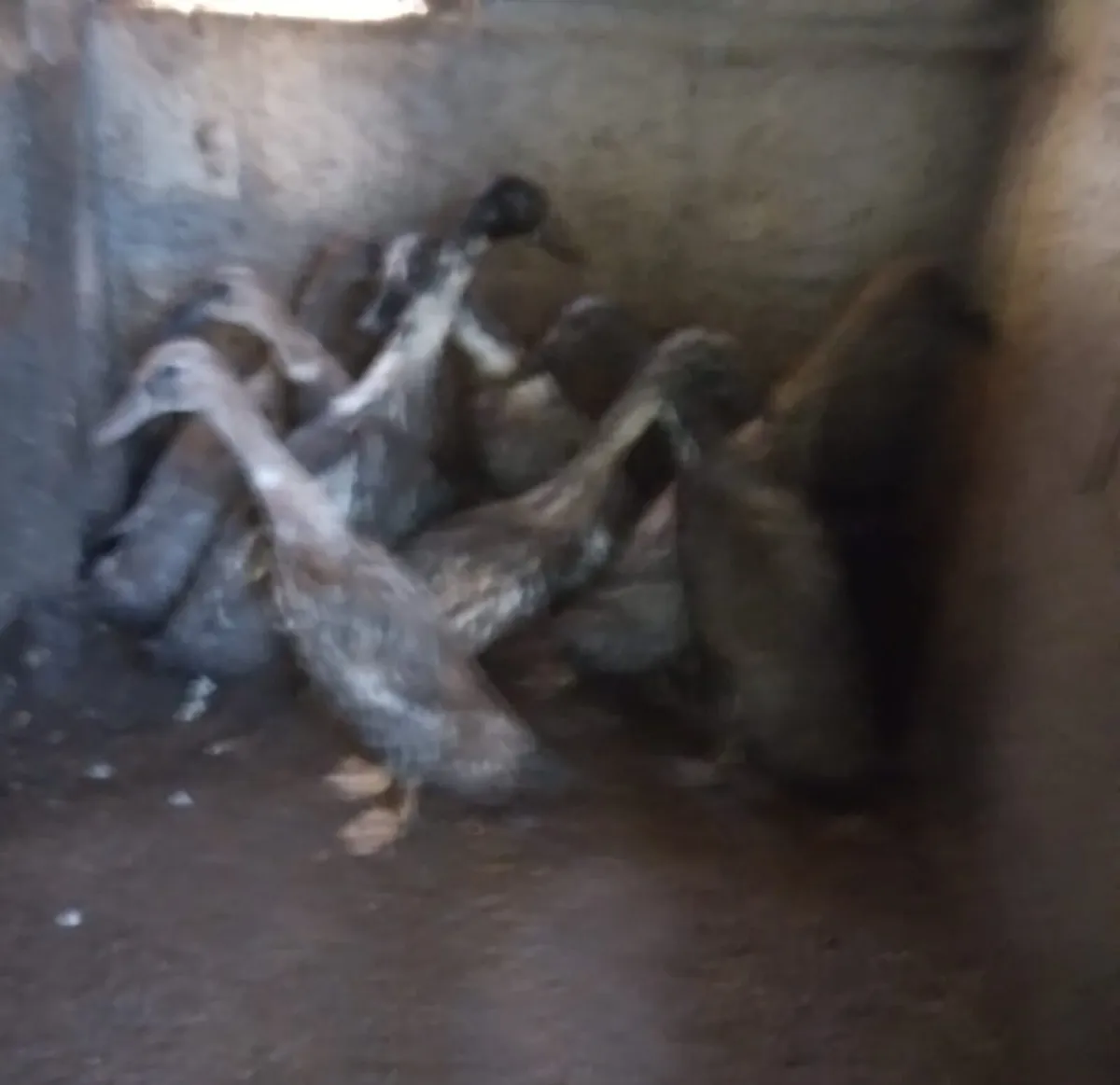 Indian Runners - Image 1