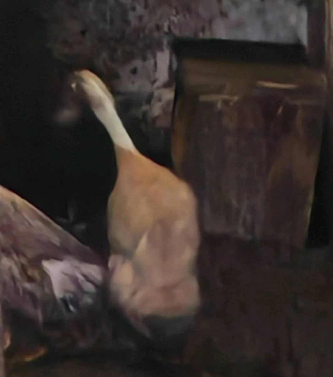 Indian Runners - Image 2