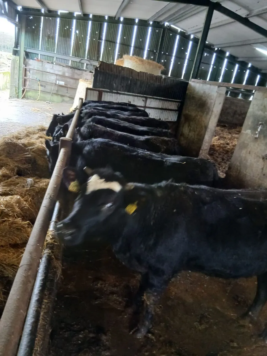 Angus Heifers - Image 2