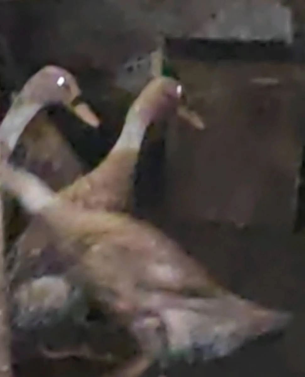 Indian Runners - Image 3