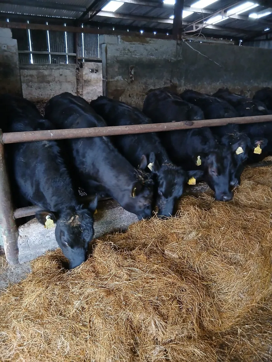 Angus Heifers - Image 3