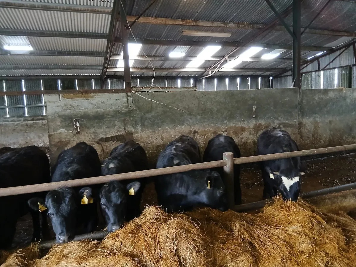 Angus Heifers - Image 4