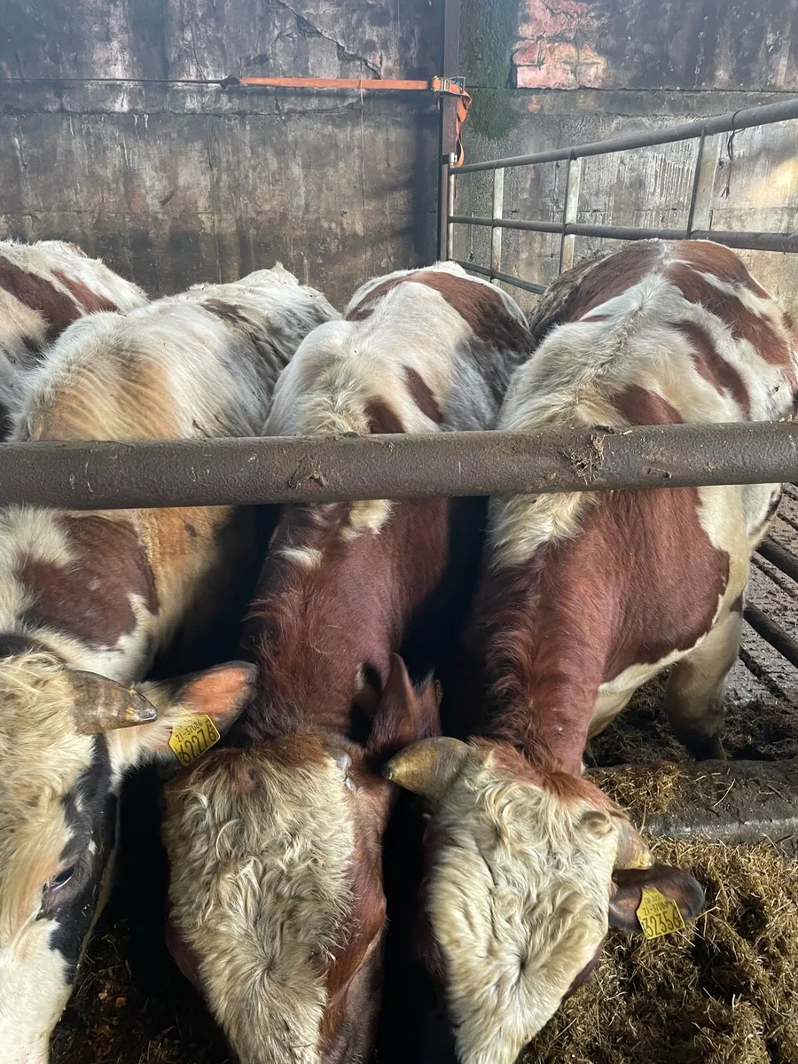 Purebred Rotbunt stock bulls - Image 4