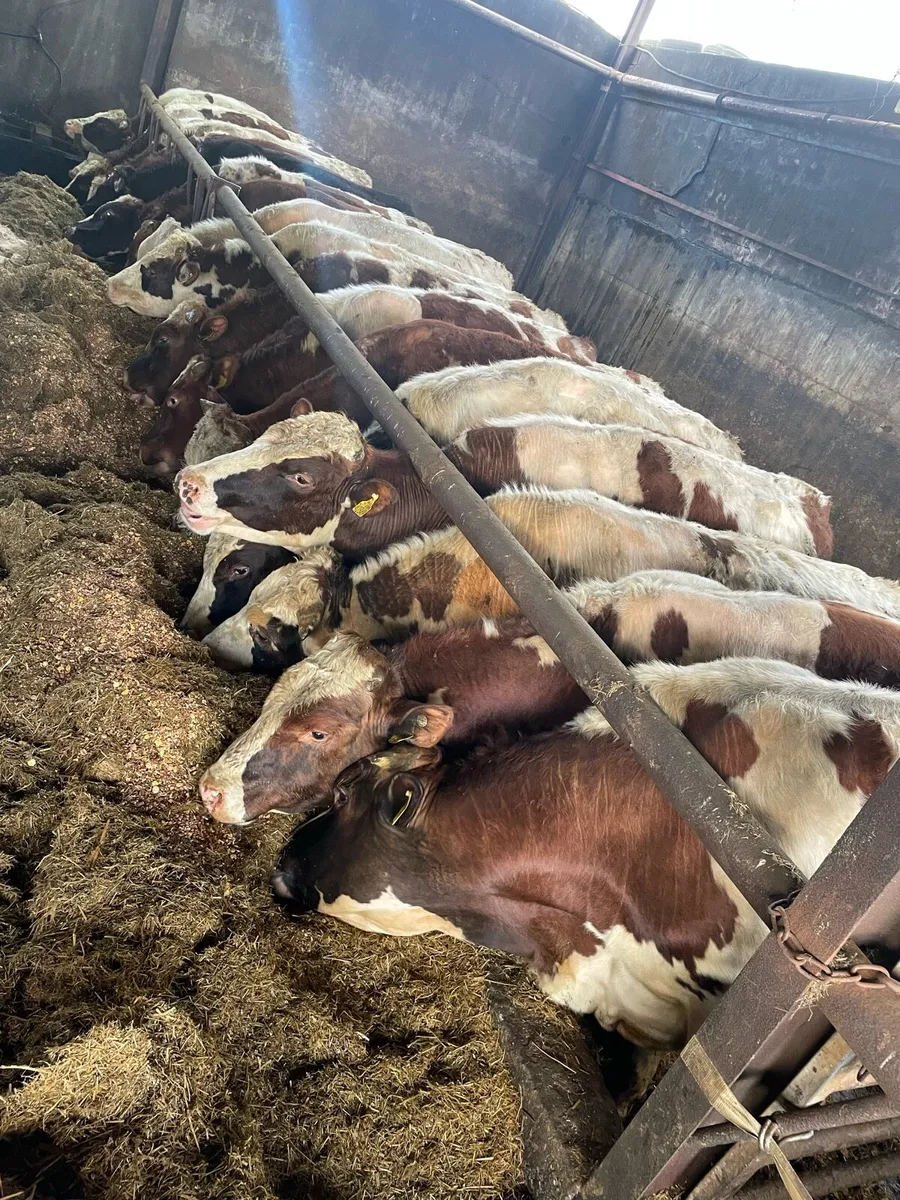 Purebred Rotbunt stock bulls - Image 1