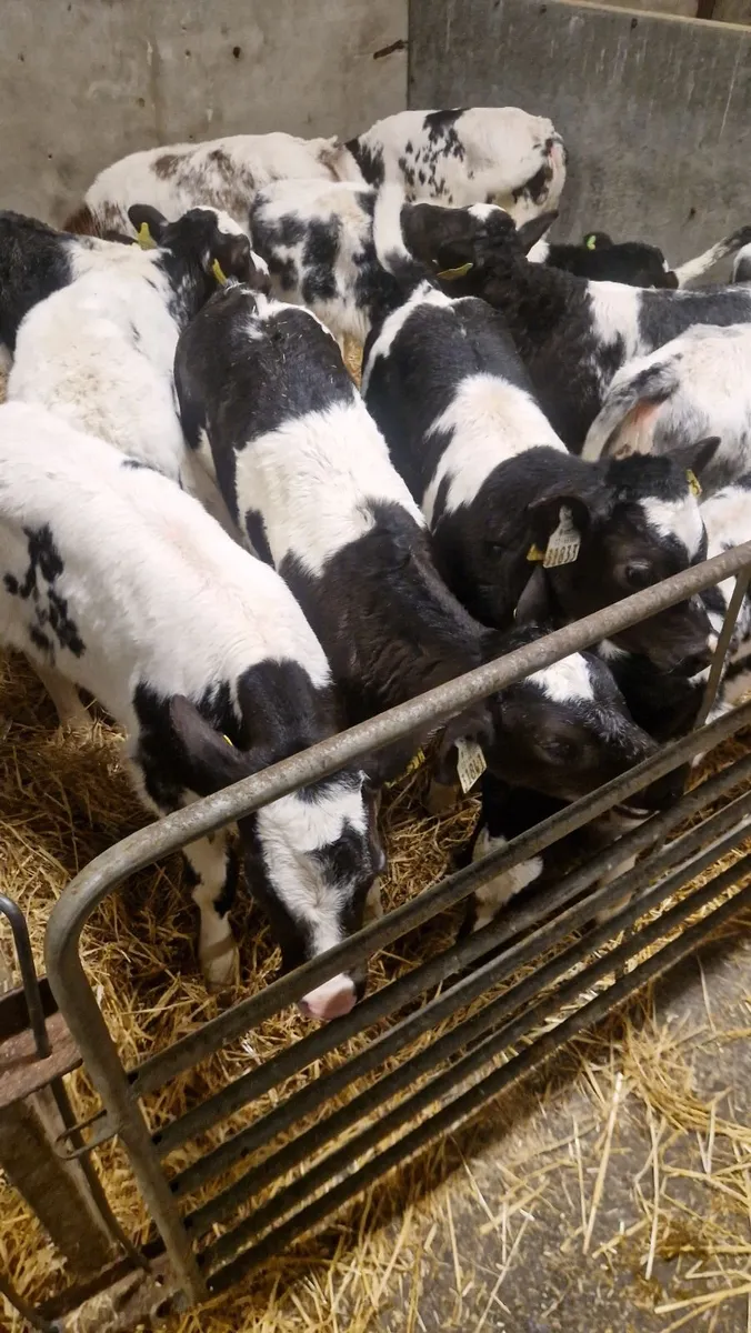 12 super Belgium blue heifer calves - Image 4