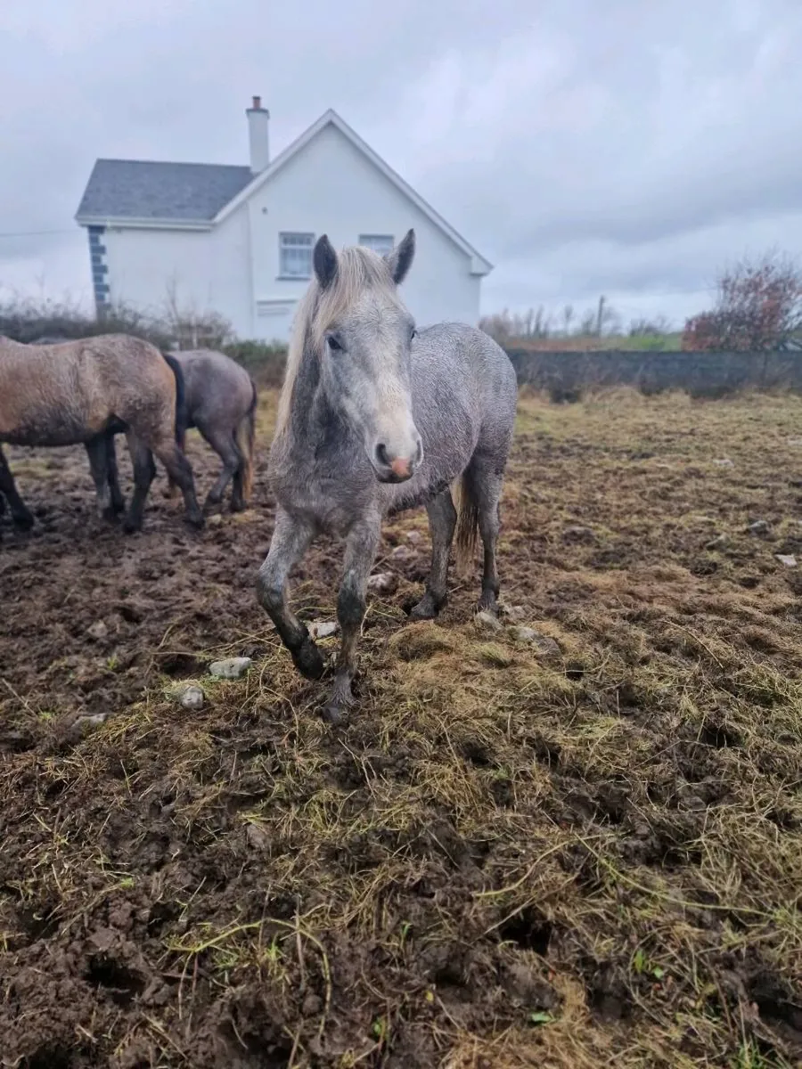 Connemara ponies - Image 4