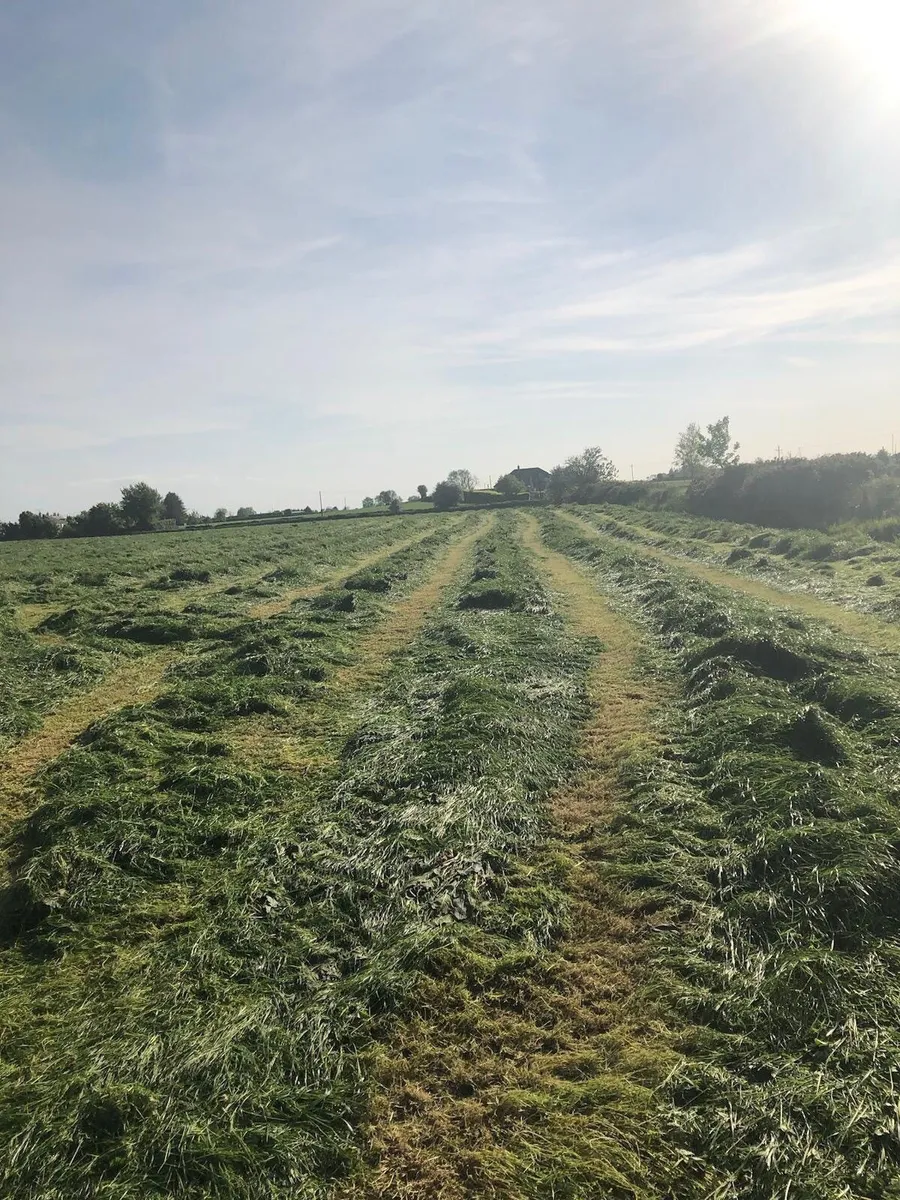 Bales of Silage - Image 2