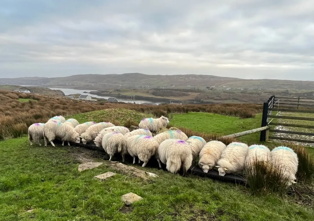 18 Texel Cross Hoggets - Image 1