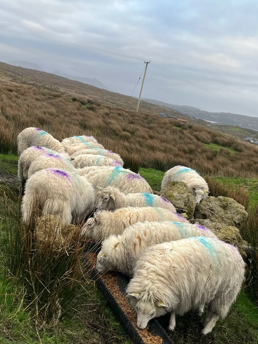 18 Texel Cross Hoggets - Image 2